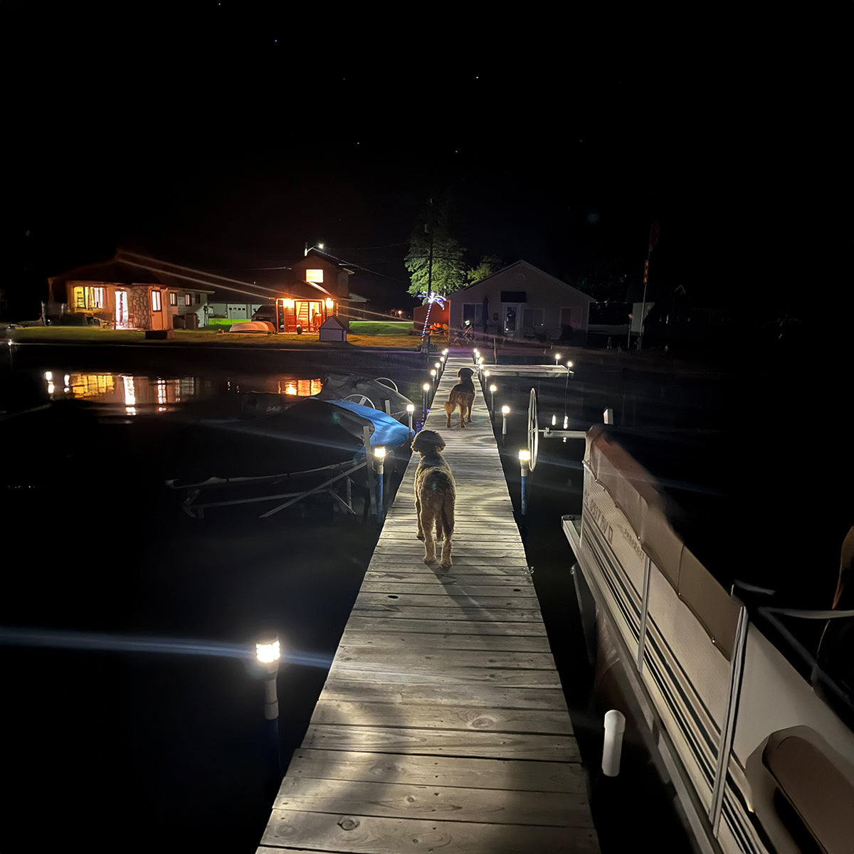 Person and dog on a dock at night with illuminated buildings in the background